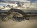   Turtle beach Oahu. Taken topside after snorkeling trip. Oahu trip  